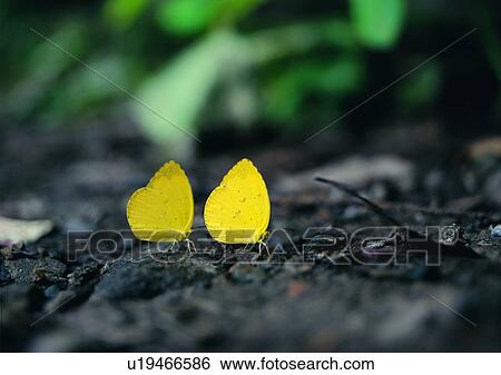 outdoor, nature, insect, plant, leaf, butterfly View Large Photo Image Stock Photograph - outdoor, nature, insect, plant, leaf, butterfly. Fotosearch