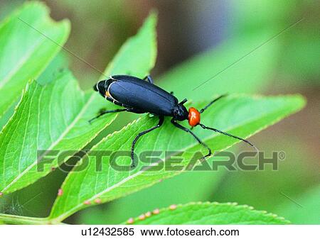 outdoor, nature, insect, plant, leaf, beetle View Large Photo Image Stock Photography - outdoor, nature, insect, plant, leaf, beetle. Fotosearch