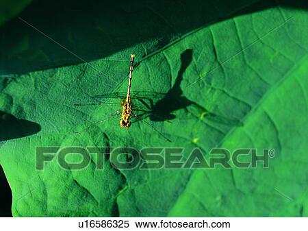 Stock Photography - outdoor, nature, insect, plant, leaf, dragonfly. Fotosearch