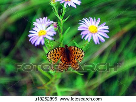 Stock Photography - outdoor, nature, insect, plant, leaf, flower. Fotosearch