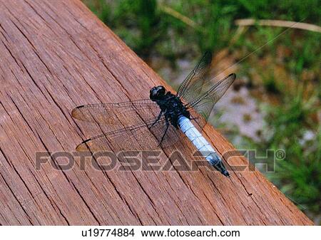 outdoor, nature, insect, plant, dragonfly, wood View Large Photo Image Picture - outdoor, nature, insect, plant, dragonfly, wood. Fotosearch