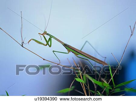 Stock Image - outdoor, nature, insect, plant, praying mantis. Fotosearch