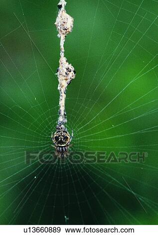 Stock Photo - outdoor, nature, insect, spider, spider web. Fotosearch