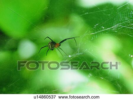 outdoor, nature, insect, spider, spider web View Large Photo Image Stock Photo - outdoor, nature, insect, spider, spider web. Fotosearch