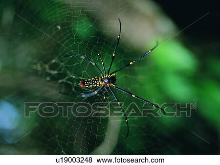 outdoor, nature, insect, spider, spider web View Large Photo Image Stock Photo - outdoor, nature, insect, spider, spider web. Fotosearch