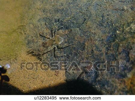 Stock Photography - outdoor, nature, insect, worm. Fotosearch