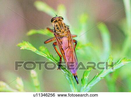 Stock Photograph - outdoor, nature, leaf, insect, plant. Fotosearch