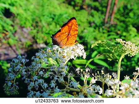 outdoor, nature, plant, leaf, insect, butterfly View Large Photo Image Stock Image - outdoor, nature, plant, leaf, insect, butterfly. Fotosearch