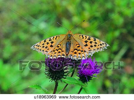 Stock Photo - plant, insect, flower, butterfly, nature, leaf. Fotosearch