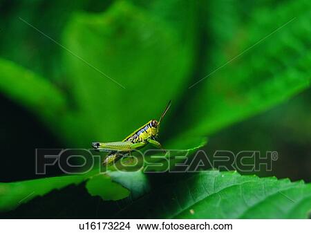 plant, insect, leaf, nature, outdoor, grasshopper View Large Photo Image Picture - plant, insect, leaf, nature, outdoor, grasshopper. Fotosearch