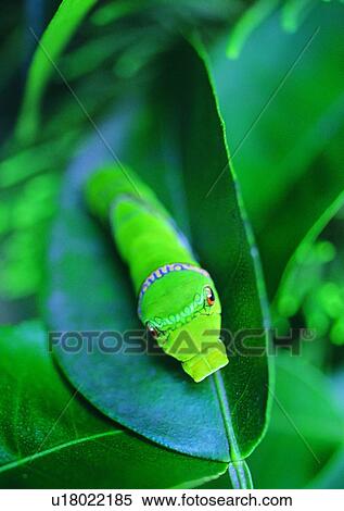 Stock Photography - plant, leaf, insect, nature, outdoor, worm. Fotosearch