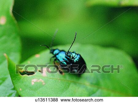plant, nature, insect, leaf, outdoor, ladybug View Large Photo Image Stock Photo - plant, nature, insect, leaf, outdoor, ladybug. Fotosearch