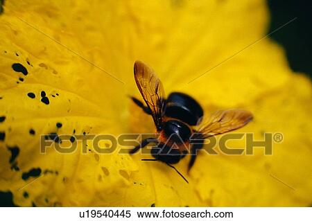 plant, nature, outdoor, leaf, insect, fly View Large Photo Image Stock Photography - plant, nature, outdoor, leaf, insect, fly. Fotosearch