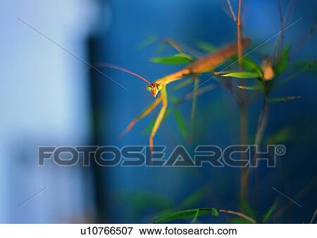 praying mantis, nature, insect, plant, outdoor View Large Photo Image Stock Photo - praying mantis, nature, insect, plant, outdoor. Fotosearch