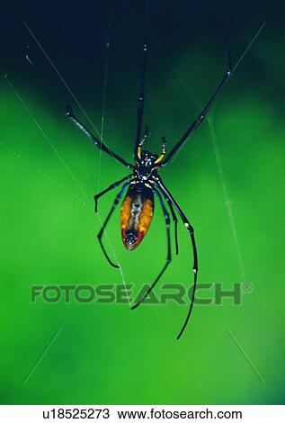 spider, insect, nature, outdoor, spider web View Large Photo Image Stock Image - spider, insect, nature, outdoor, spider web. Fotosearch
