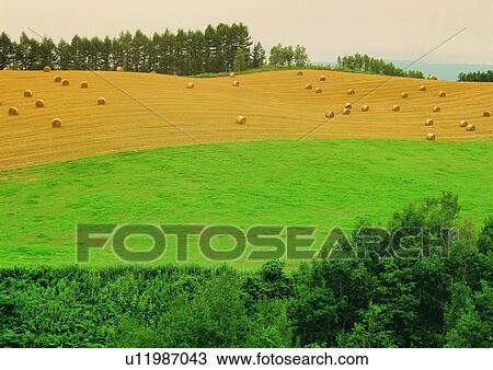 Stock Image - Bale, Day, Field, Green, Greenery. Fotosearch