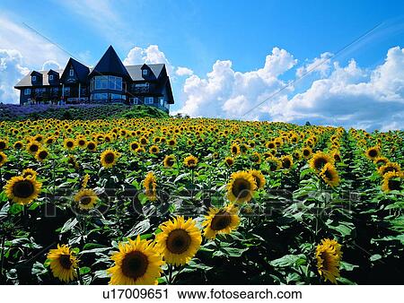 Stock Image - Blossom, Building, Close-Up, Cloud, Day. Fotosearch