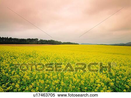 Stock Photography - Blossom, Crop, Cultivated, Day, Field. Fotosearch