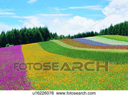 Blossom, Landscapes, Meadow, Pink, Lush Foliage View Large Photo Image Stock Photo - Blossom, Landscapes, Meadow, Pink, Lush Foliage. Fotosearch