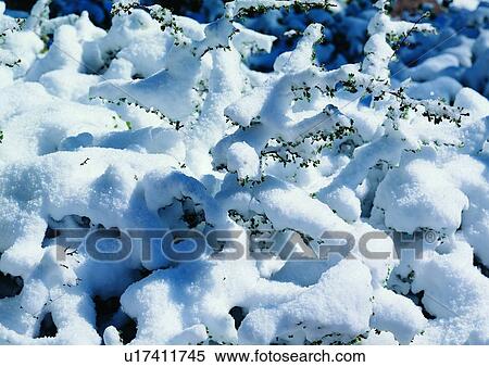 Stock Photography - Close-Up, Day, Frozen. Fotosearch