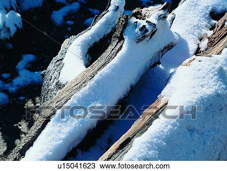 Close-Up, Landscape, Water, Frozen, Tree Bark, Seascape, Scenics View Large Photo Image Stock Image - Close-Up, Landscape, Water, Frozen, Tree Bark, Seascape, Scenics. Fotosearch