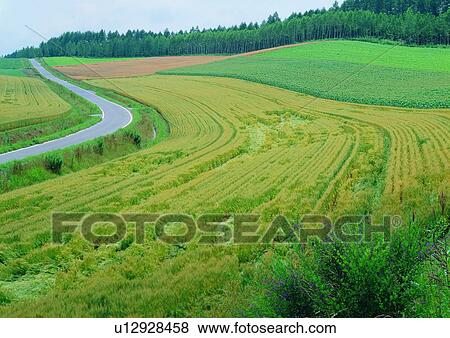 Country Road, Countryside, Day, Field, Grassy View Large Photo Image Stock Photo - Country Road, Countryside, Day, Field, Grassy. Fotosearch