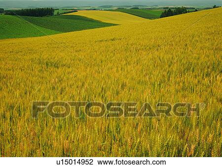 Crop, Cultivated, Day, Field, Grassy View Large Photo Image Stock Image - Crop, Cultivated, Day, Field, Grassy. Fotosearch