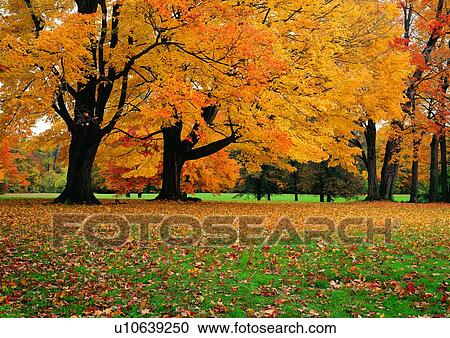 Stock Image - Day, Garden, Field, Fallen, Autumn. Fotosearch