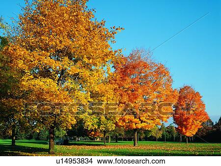 Day, Grassy, Garden, Field, Autumn View Large Photo Image Picture - Day, Grassy, Garden, Field, Autumn. Fotosearch
