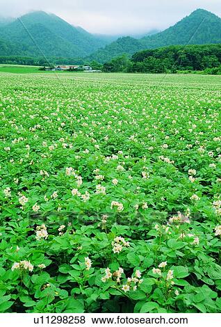 Stock Photo - Day, Hill Range, Plant, Field, Lush Foliage. Fotosearch