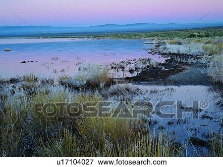 Stock Photo - Day, Plant, Marshland, Lake, Weeds, Outdoor. Fotosearch