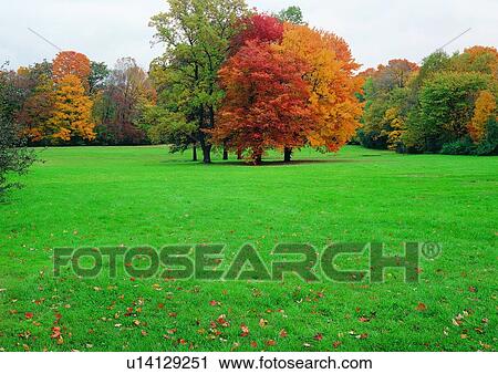 Dense, Red, Outdoor, Field, Season, Grassy View Large Photo Image Stock Image - Dense, Red, Outdoor, Field, Season, Grassy. Fotosearch
