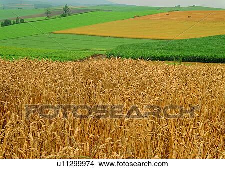 Growth, Yellow, Hill, Grassy, Crop View Large Photo Image Picture - Growth, Yellow, Hill, Grassy, Crop. Fotosearch