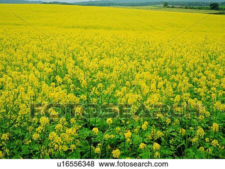 Stock Photo - Landscape, Crop, Day, Yellow, Nature, Spread. Fotosearch