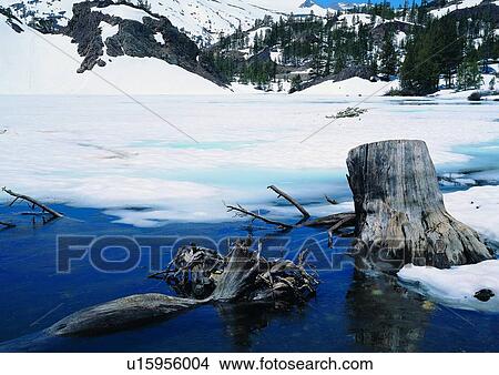 Picture - Nature, Coniferous Tree, Reflection, Shore, Flowing Water, Driftwood. Fotosearch