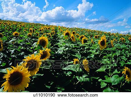 Outdoor, Nature, Cloud, Landscape, Landscapes View Large Photo Image Stock Image - Outdoor, Nature, Cloud, Landscape, Landscapes. Fotosearch
