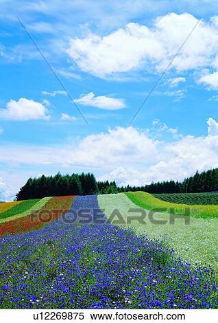 Series, Day, Growth, Scenics, Tree View Large Photo Image Stock Photography - Series, Day, Growth, Scenics, Tree. Fotosearch