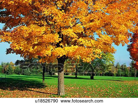 Stock Image - Shadow, Season, Uncultivated, Lush Foliage, Scenics, Sunny, Fallen. Fotosearch