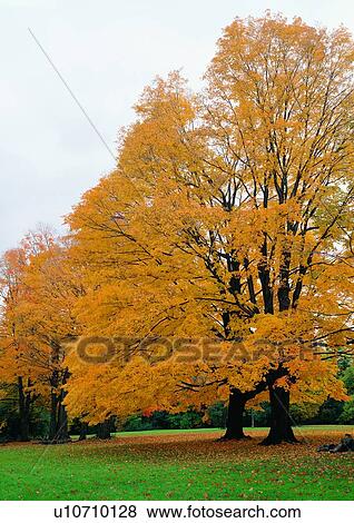 Stock Photo - Tree, Beauty In Nature, Grassy, Lush Foliage. Fotosearch