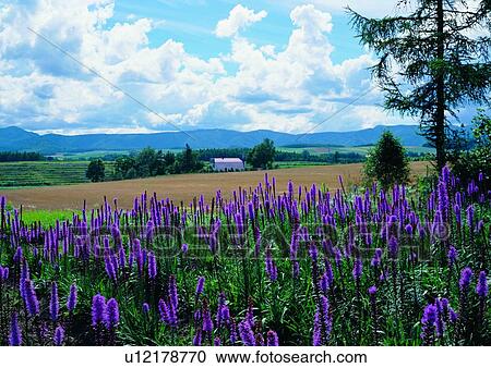 Tree, Purple, Blossom, Day, Cloud, Coniferous Tree View Large Photo Image Stock Image - Tree, Purple, Blossom, Day, Cloud, Coniferous Tree. Fotosearch