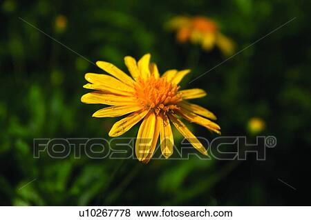 Stock Photo - Blossom, Growth, Flower, Yellow, Stem, Stuff. Fotosearch