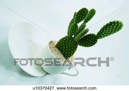 Stock Photo - Cactus, Ceramics, Close-Up, Colored Background, Cup. Fotosearch