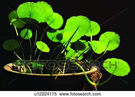 Stock Photography - Close-Up, Plant Life, Leaf, Stem, Green, Growth. Fotosearch