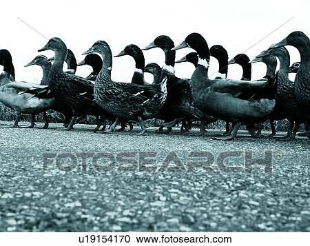 Group Of Animals, Bird, Close-Up, Life, Duck View Large Photo Image Stock Image - Group Of Animals, Bird, Close-Up, Life, Duck. Fotosearch