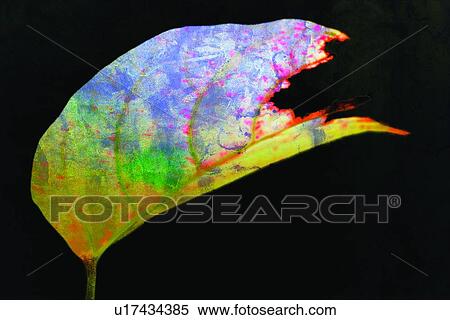 Leaf, Toned Image, Plant, Stuff, Pattern View Large Photo Image Stock Photography - Leaf, Toned Image, Plant, Stuff, Pattern. Fotosearch
