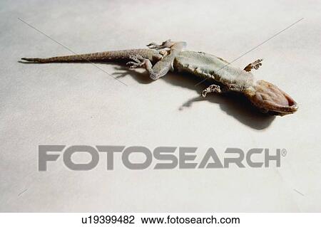 Stock Image - Life, Upside Down, Death, White Background, Lizard, Stuff. Fotosearch