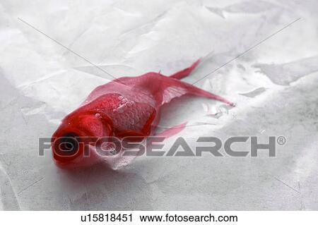 Stock Image - One Animal, Life, Close-Up, Stuff. Fotosearch
