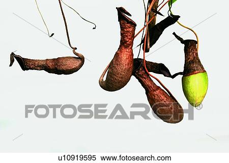 Stock Photography - String, Green, Indoor, Growth, Organic, Life. Fotosearch