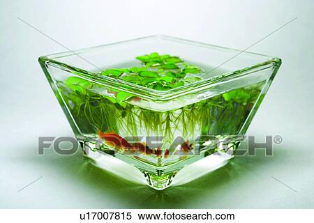 Stock Photography - Vessel, Colored Background, Glass. Fotosearch