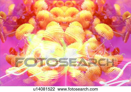 Beauty In Nature, Indoor, Nature, Petal, Fragility View Large Photo Image Stock Image - Beauty In Nature, Indoor, Nature, Petal, Fragility. Fotosearch